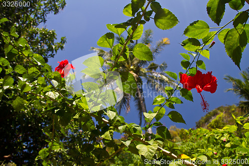 Image of Red orchid on a tree in Thailand