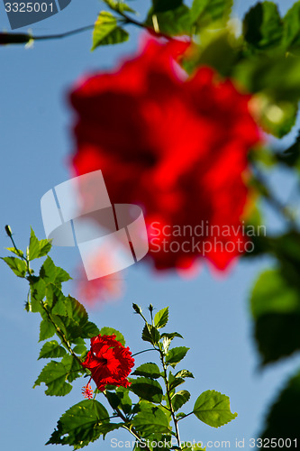 Image of Red orchid on a tree in Thailand