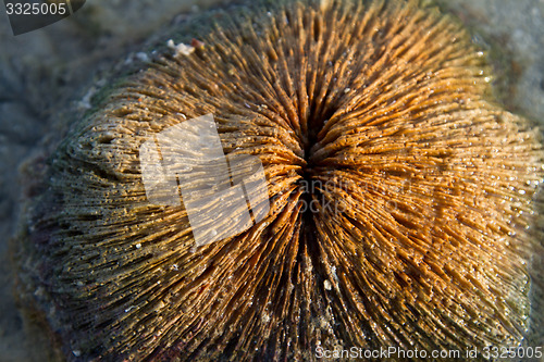 Image of Sea shell at the beach in thailand