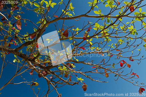 Image of Colourful leaves of a tree in Thailand
