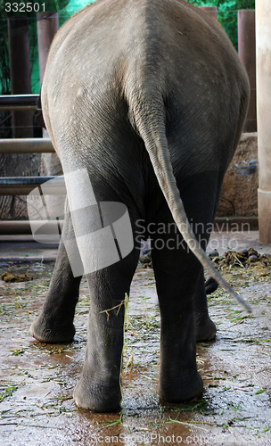 Image of Elephant