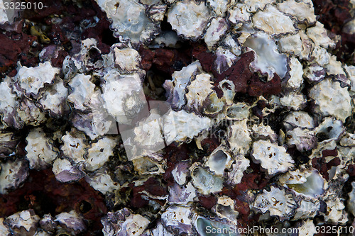 Image of Sea shell at the beach in thailand