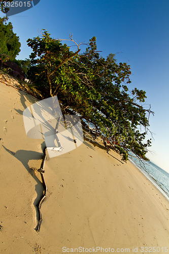 Image of Tree growing at  the beach in thailand