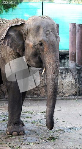 Image of Elephant