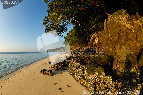 Image of Tree growing at  the beach in thailand