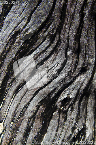 Image of tree detail