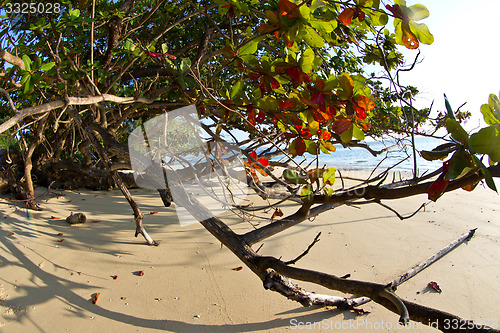 Image of Tree growing at  the beach in thailand