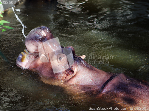Image of Hippo