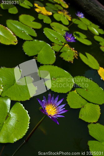 Image of Water lily on  Koh Ngai island Thailand