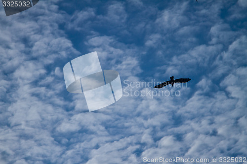 Image of Bird in the sky