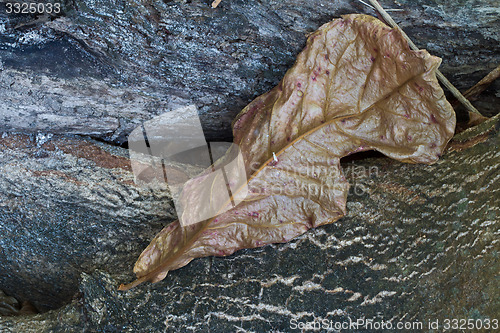Image of Colourful leaves