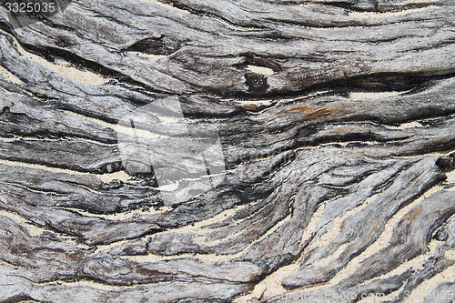 Image of tree detail