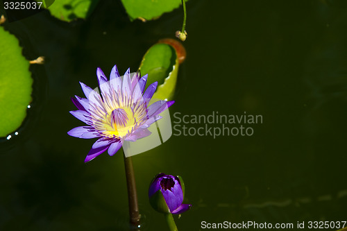 Image of Yellow and pink, flowers on a tree in Koh Ngai island Thailand