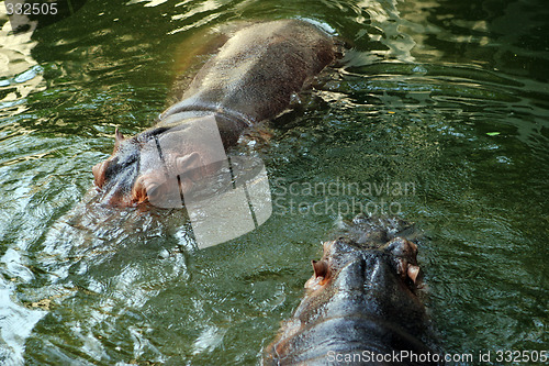 Image of Hippo