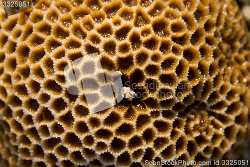 Image of Sea shell at the beach in thailand