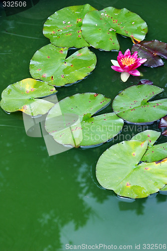 Image of Water garden