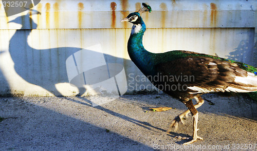 Image of Peacock