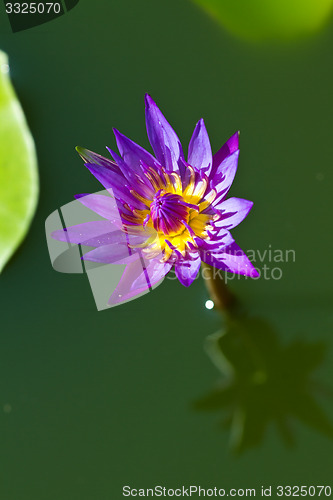 Image of Water lily on  Koh Ngai island Thailand