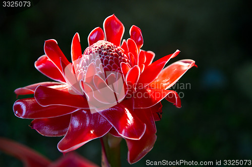 Image of Red vanda flowers in Thailand