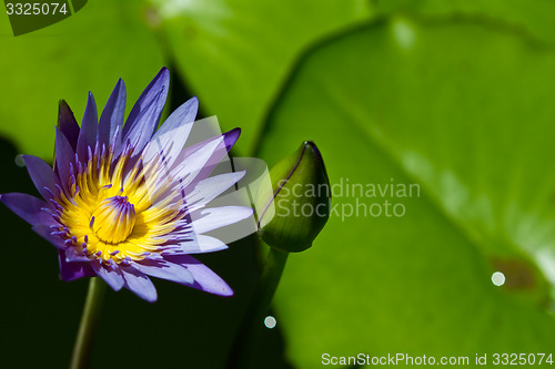 Image of Water lily on  Koh Ngai island Thailand