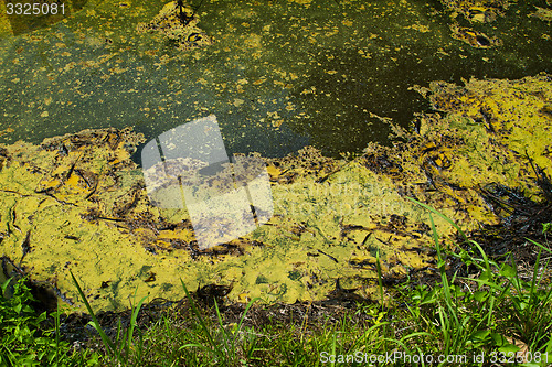 Image of Closeup of algae in water