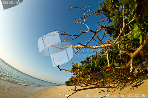 Image of Tree growing at  the beach in thailand