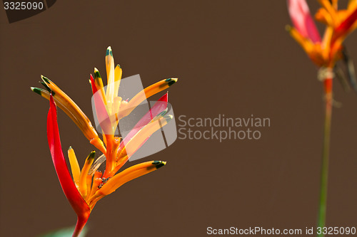 Image of Heliconia flowers on a tree in Koh Ngai island Thailand