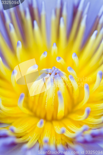 Image of Water lily on  Koh Ngai island Thailand