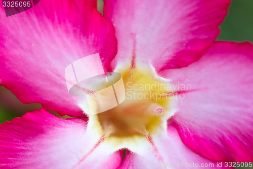 Image of Red and pink, flowers on a tree in Koh Ngai island Thailand