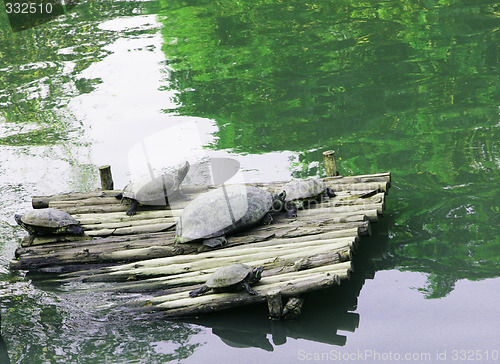 Image of Turtles