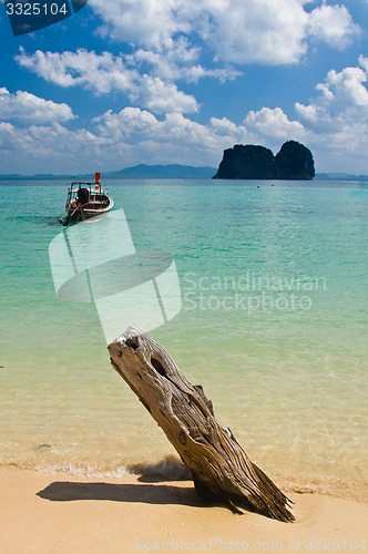 Image of Dead tree in water the beach  thailand