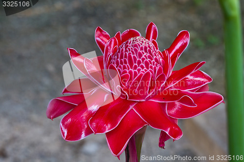 Image of Red vanda flowers in Thailand