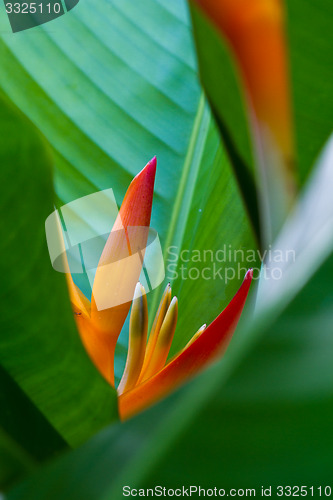 Image of Heliconia flowers on a tree in Koh Ngai island Thailand