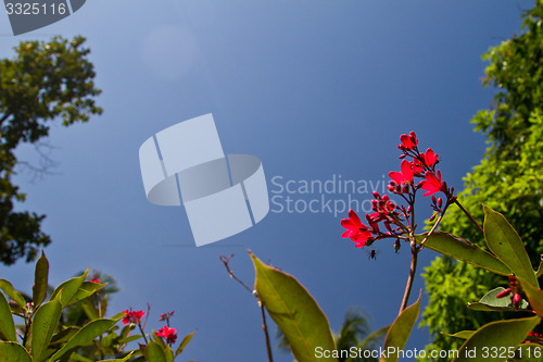 Image of Red orchid on a tree in Thailand