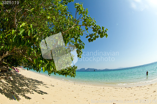 Image of Tree growing at  the beach in thailand