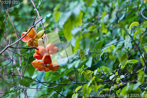 Image of Flowers on a tree in Koh Ngai island Thailand