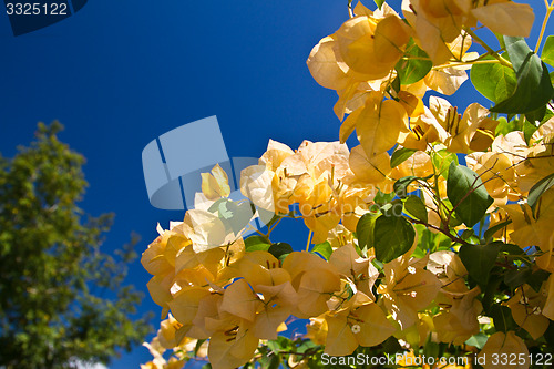 Image of Yellow and pink, flowers on a tree in Koh Ngai island Thailand