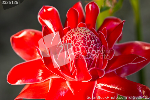 Image of Red vanda flowers in Thailand