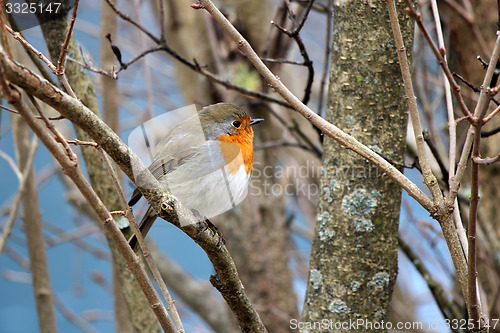 Image of Small bird