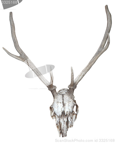 Image of Deer antlers