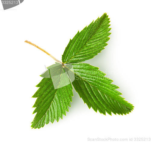 Image of Wild strawberry leaf rotated