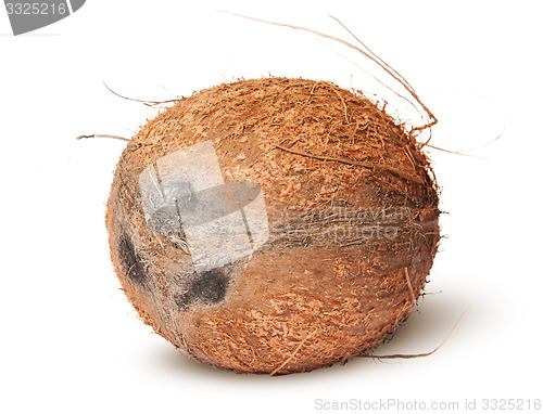 Image of Closeup of coconut rotated