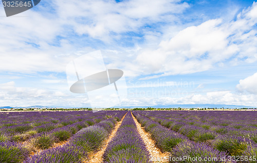 Image of Lavander field