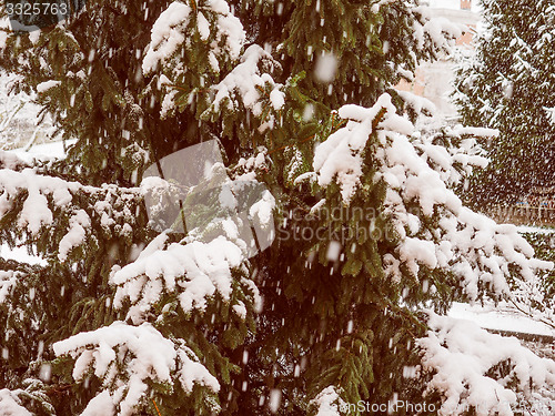 Image of Retro look Pine tree