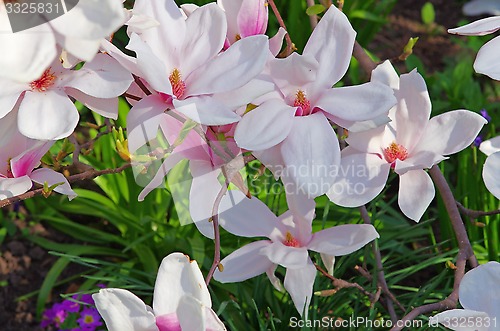 Image of Pink Magnolia