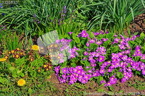 Image of Flowers in the garden