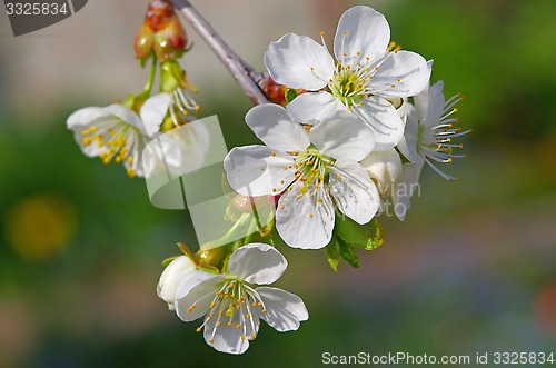 Image of Cherry flower