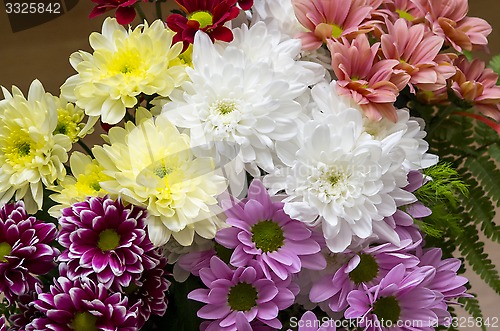 Image of Colorful Chrysanthemum flowers