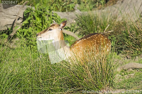 Image of Young deer