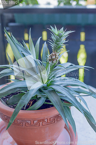 Image of Ornamental pineapple in a terracotta flowerpot